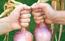 Cebolla Coll de Nargó y cebolla Figueres