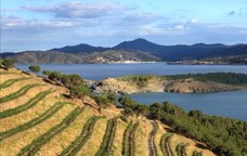 Vinyes a la DO Empordà