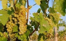raïm per moscatell