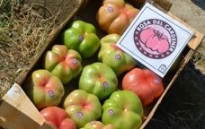 tomàquet rosa del cardener