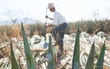 cultivo tequila