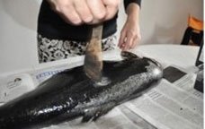 peixtinta