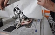peixtinta