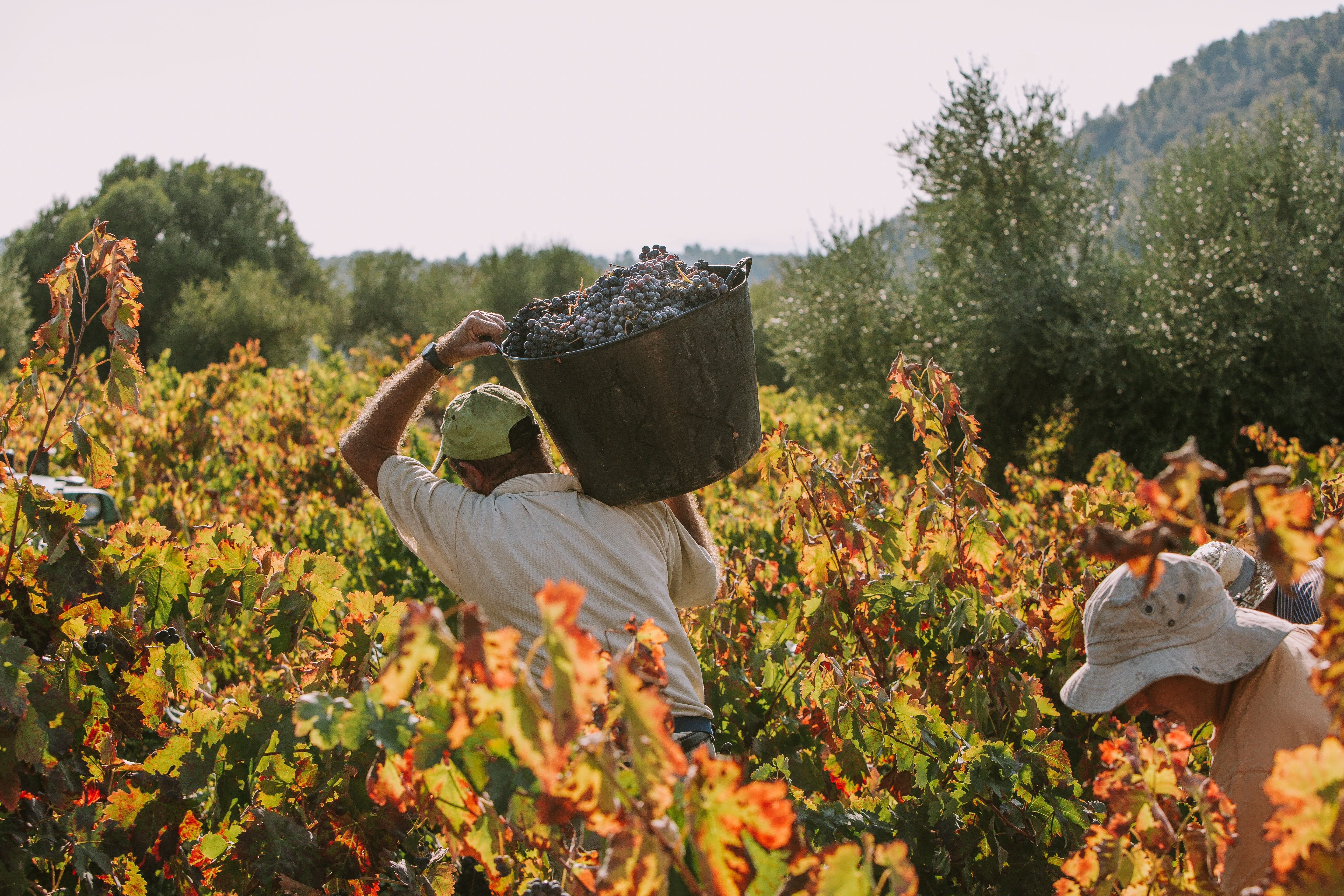 Verema al Celler Masroig