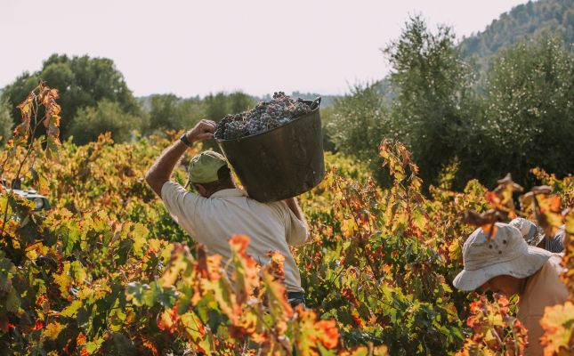 Verema al Celler Masroig