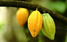 encuesta chocolate