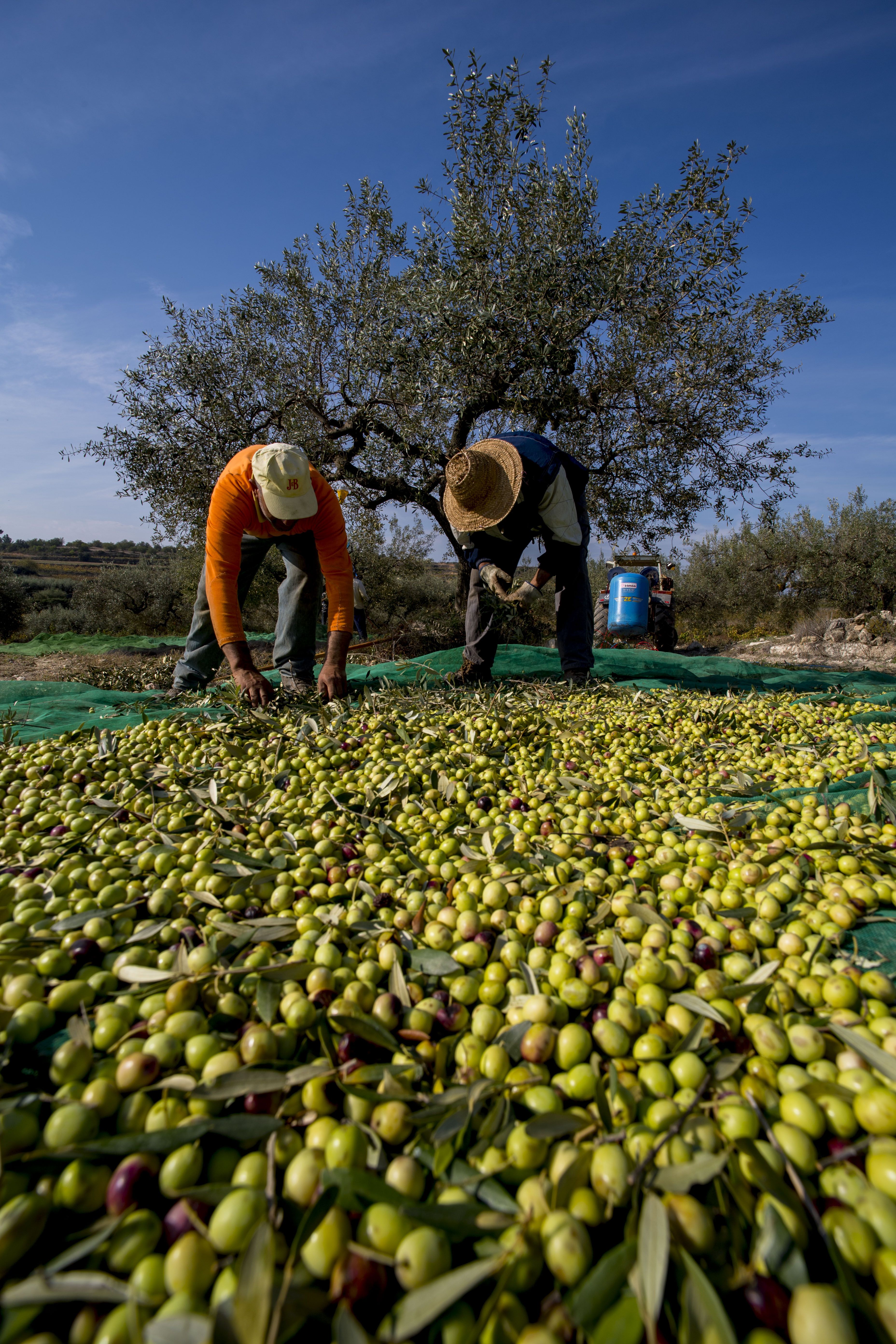 Arriba l'oli nou de la DOP Siurana
