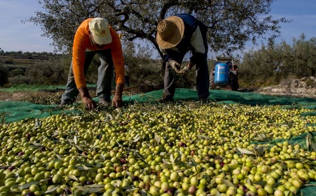 Arriba l'oli nou de la DOP Siurana