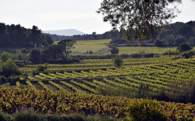 Vinyes del Penedès