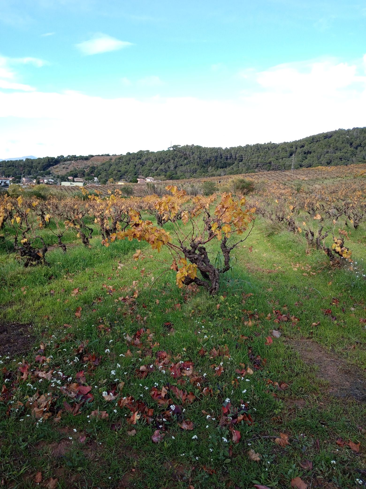 Vinyes de Can Matons