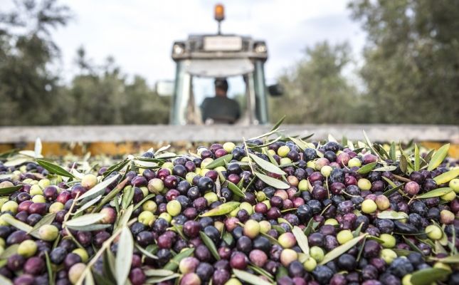 Collita d'olives al Celler Masroig