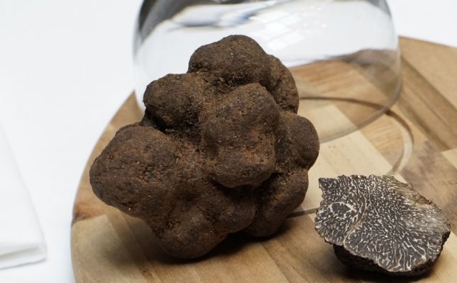 'Tuber melanosporum'