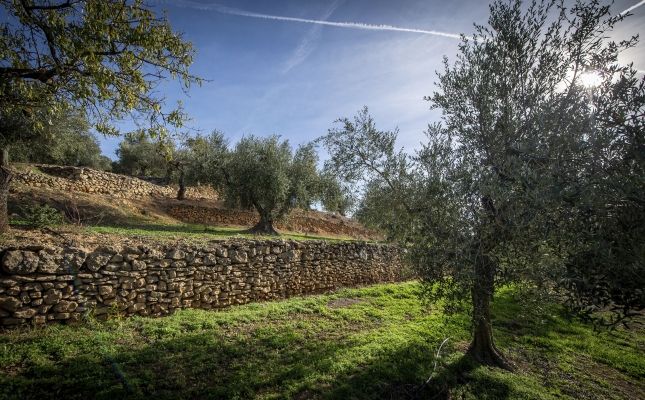 Oliveres del Molí Coloma
