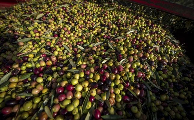 Collita Olives 166