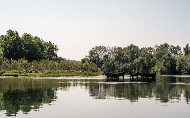 Bous al delta de l'Ebre