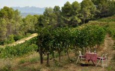 El pícnic entre viñedos es una de las actividades que propone Albet i Noya