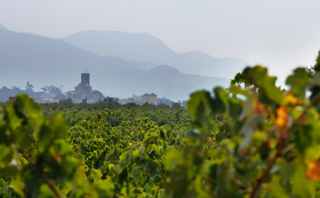 Durant la Festa Arrels podreu tastar els vins de la DO Empordà