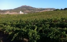 viñas menorca-alella vinícola