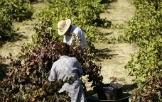 señores cosechando uva