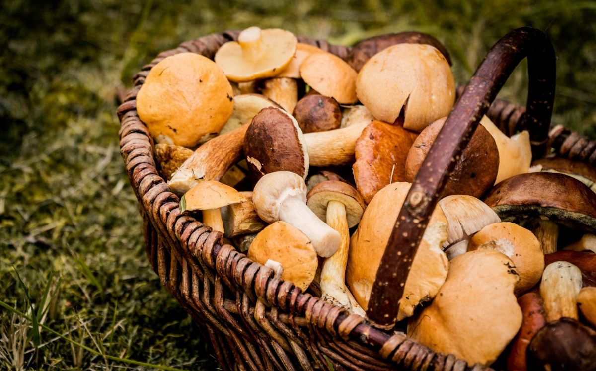Bolets