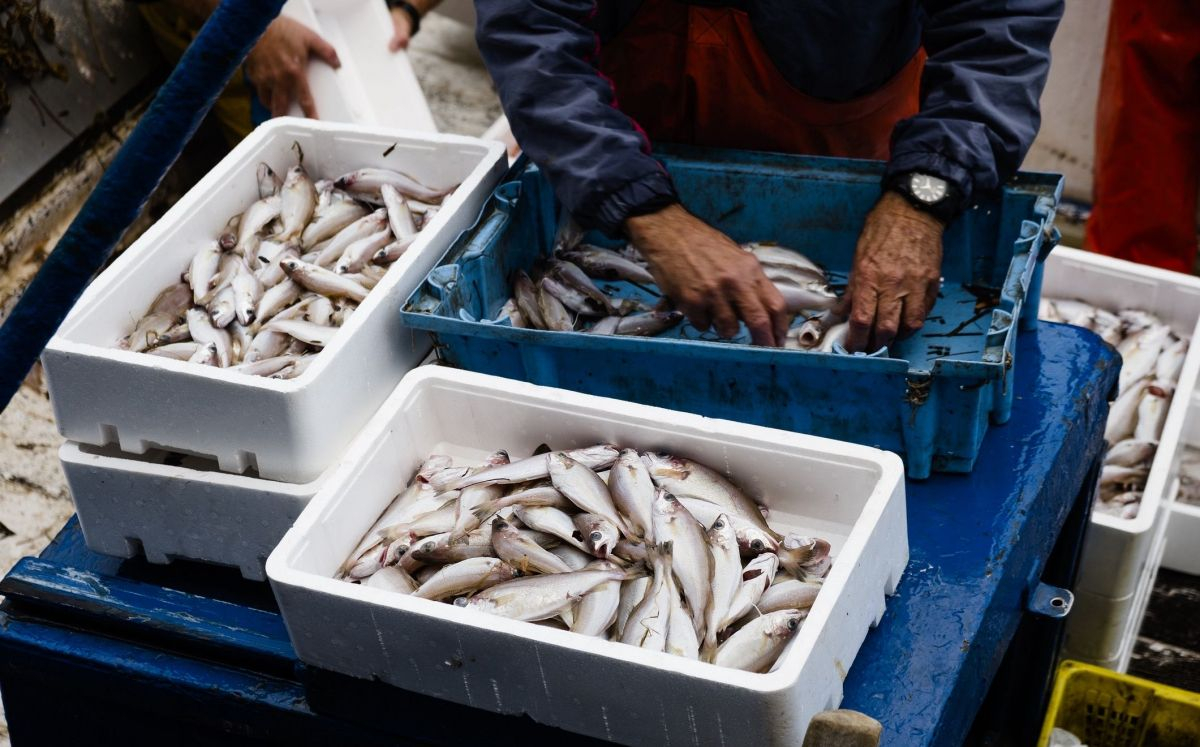 Pesca