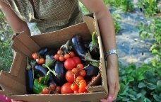 caixa verdures ecològiques