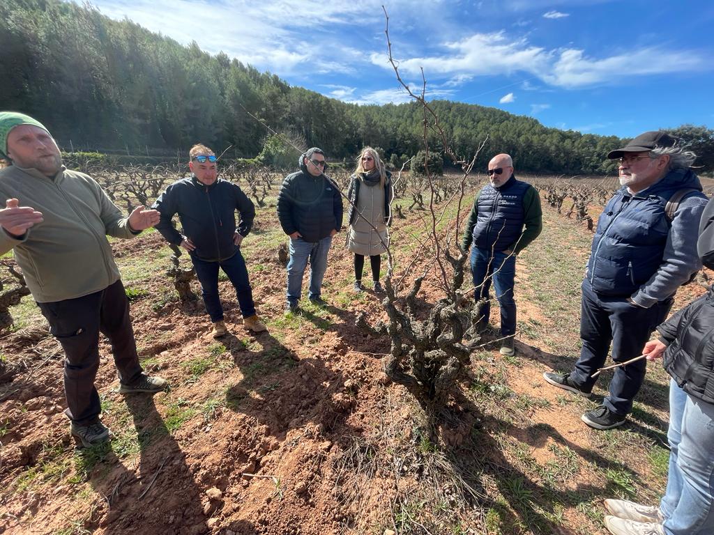 La nova vinya de Loxarel està situada al Pla de Manlleu