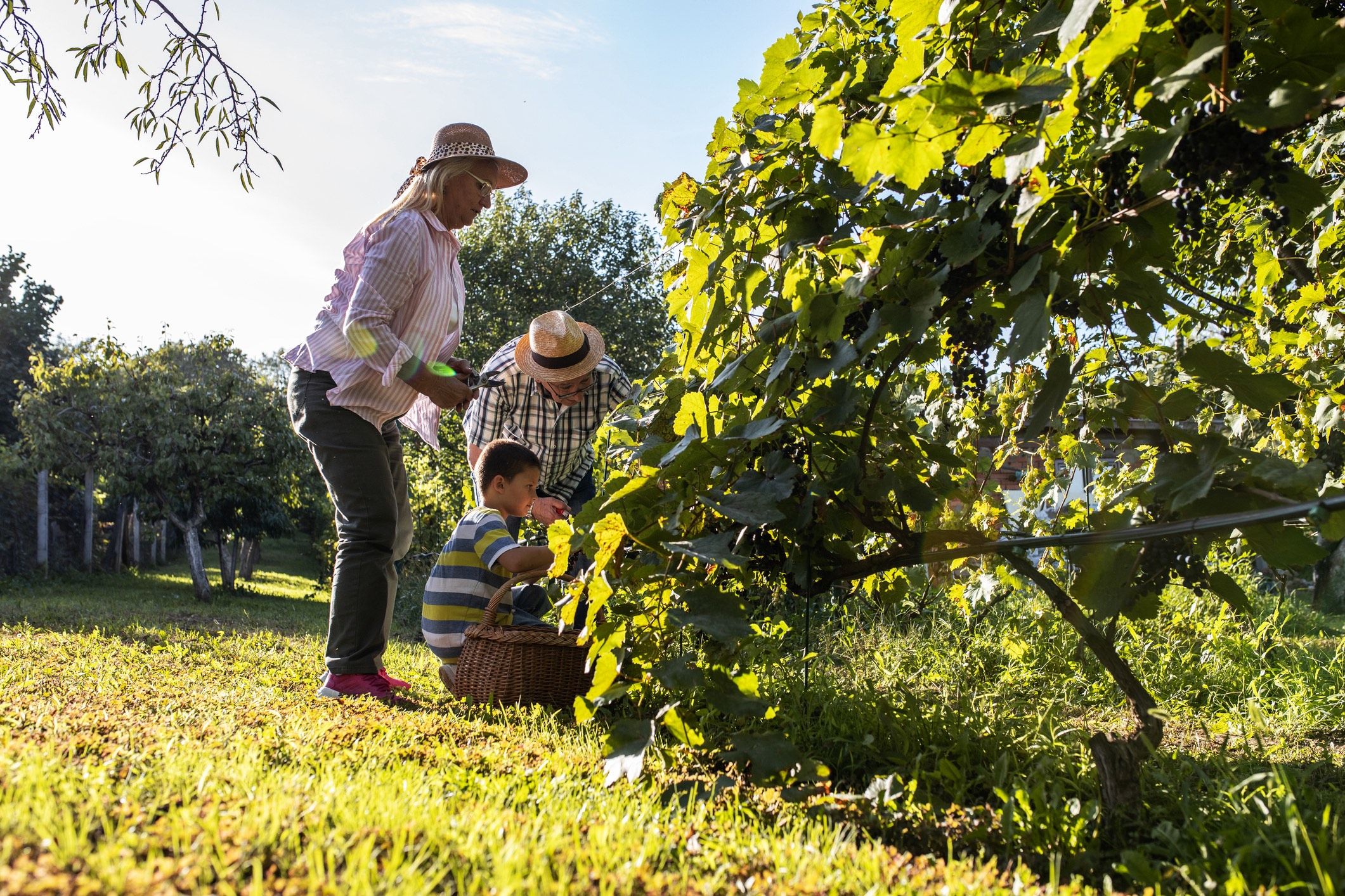 Família amb nens a la vinya Família amb nens a la vinya