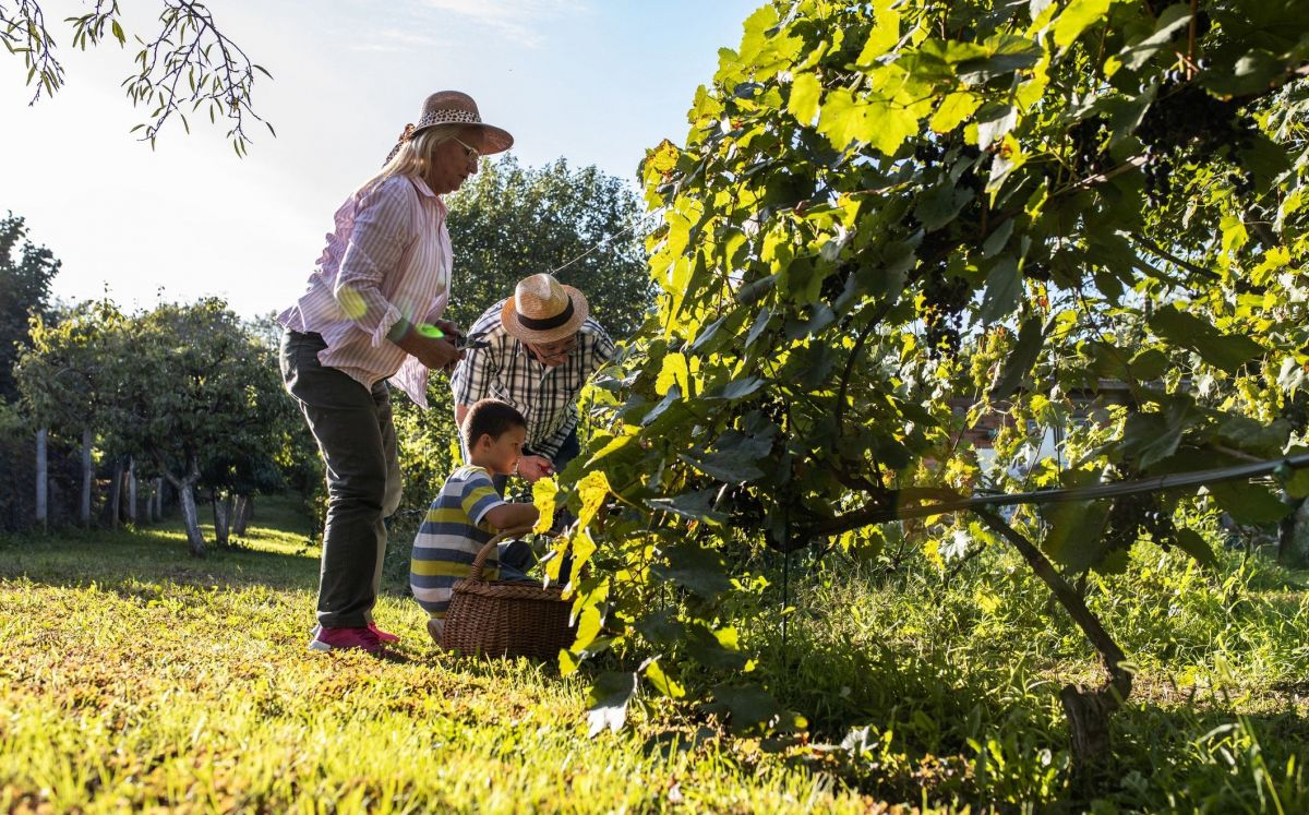 Família amb nens a la vinya