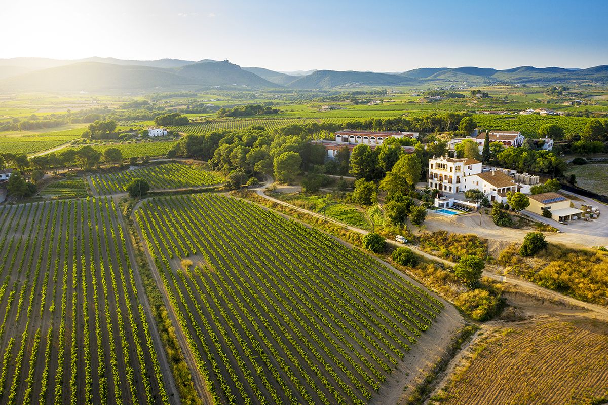 Finca i vinya