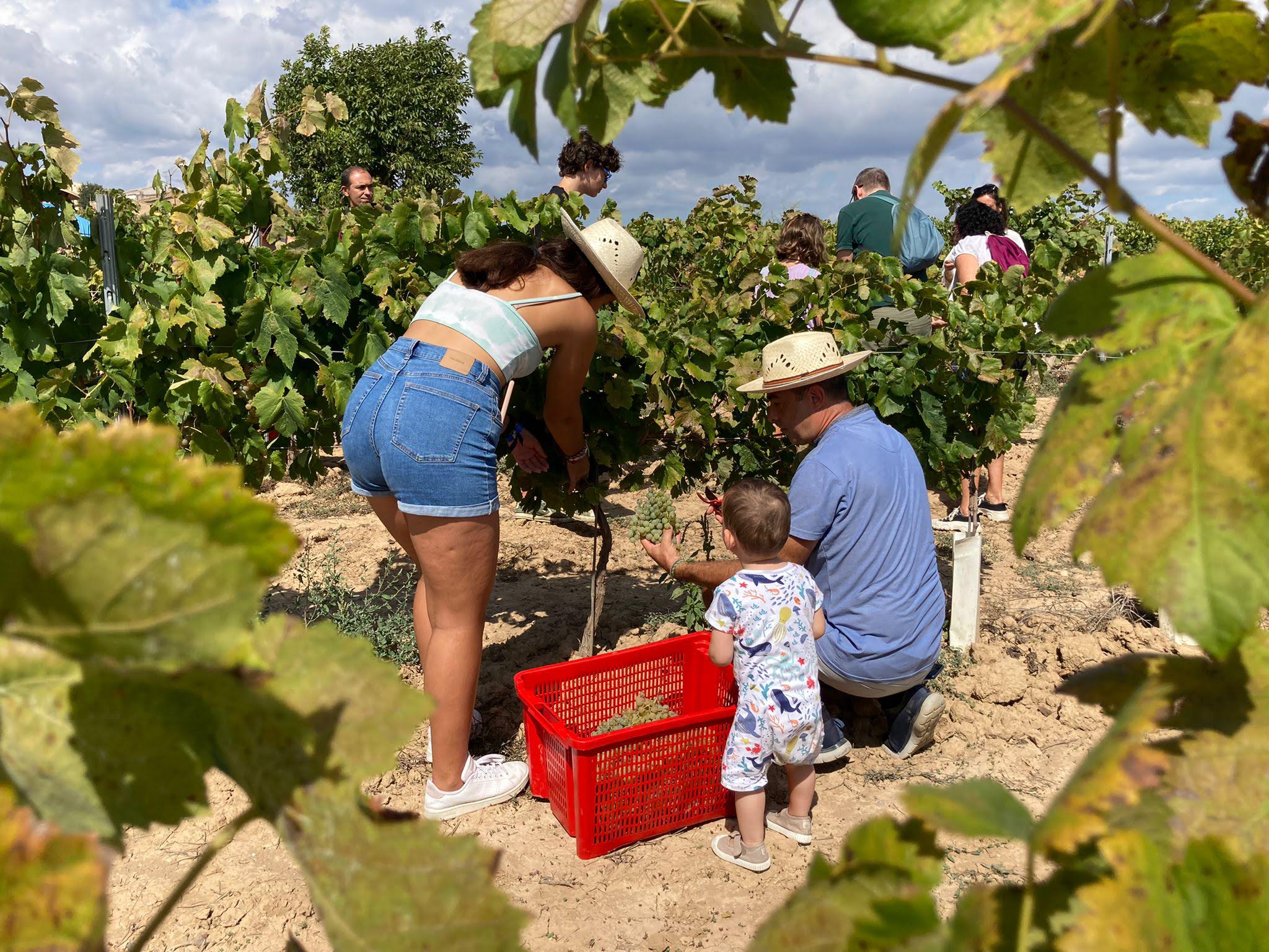 La Verema del Cava inclou activitats per a tota la família