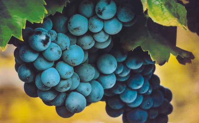 Festa de la Verema i el Vi de Verdú