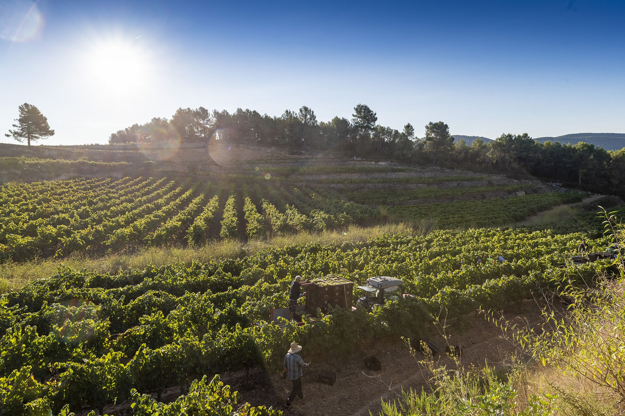 Vinyes d'Albet i Noya