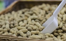 Cacauets