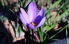 Flor de safrà