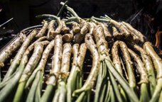 Calçots