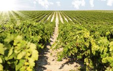 vinyes