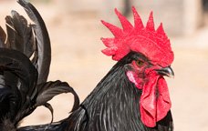 Gallo del Penedès