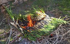 calçots