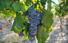Nuevas variedades de uva