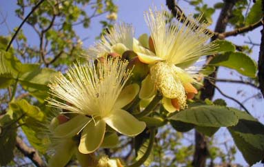 Flor de pequi