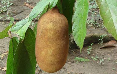 Fruto del cupuazú