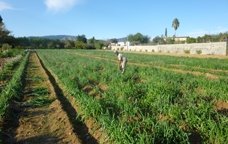 Camps de calçots a Valls