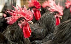 Mercado de aviram de la Feria del Gallo de Vilafranca