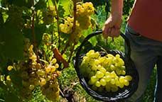 Malvasia de silos