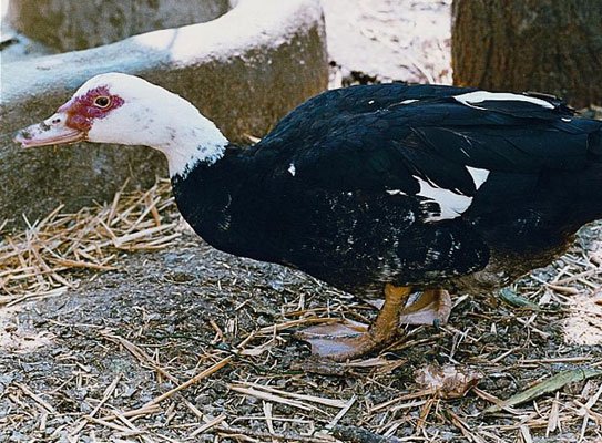 Pato mudo del Penedès