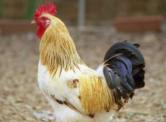 Pollo de l'Empordà