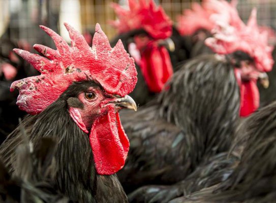 Gallo del Penedès