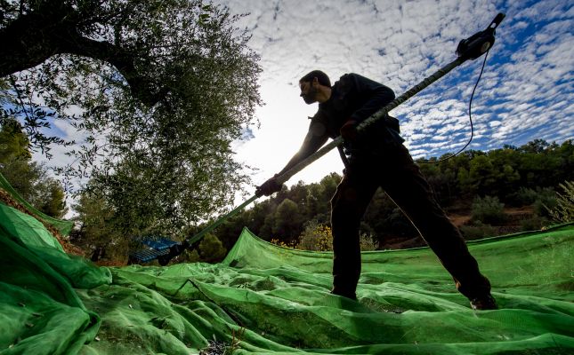 Arriba una nova collita de l'oli DOP Siurana