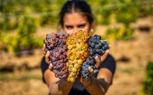 Les tres varietats de lledoner de la DO Empordà